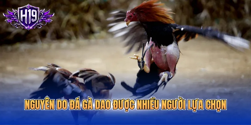 Nguyên do đá gà dao được nhiều người lựa chọn